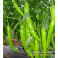 High Quality Hot Chili pepper seeds /chilli pepper seeds For Sowing